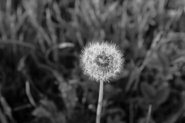 Obraz premium Close-up a fluffy dandelion on the bon for post, screensaver, wallpaper, postcard, poster, banner, cover, website. A place for your design or text. Gray high quality photo