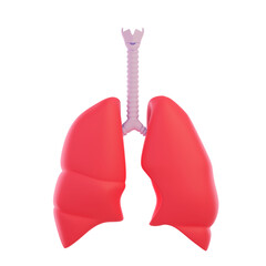 Healthy human respiratory system lungs anatomy 