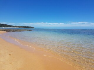 beach with trees