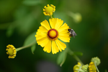 yellow flower and a young bee. Cant wait for spring