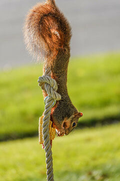 Squirrel On A Rope Eating Corn