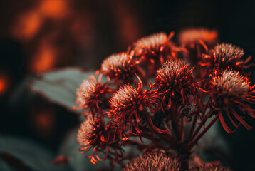 abstract floral background,background with flowers