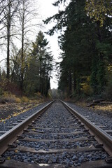 Obraz premium railroad tracks in the forest
