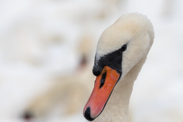 Head shot of a mute swan (cygnus olor)