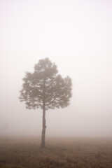 Tree at the morning surrounded by mist