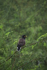 blackbird on a branch