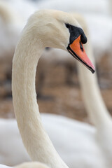 Fototapeta premium Head shot of a mute swan (cygnus olor)