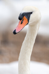 Fototapeta premium Head shot of a mute swan (cygnus olor)