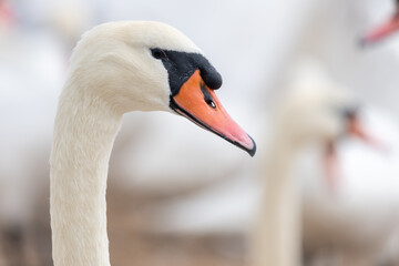 Head shot of a mute swan (cygnus olor)