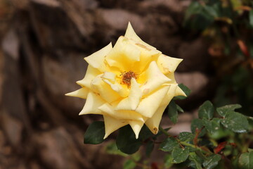 Naklejka premium Summer flowers in a city park in Israel.