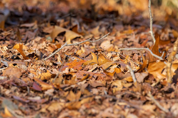 fallen autumn leaves