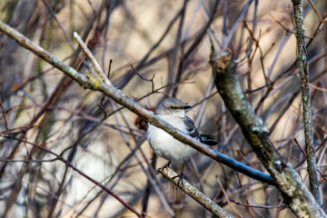 branches of a tree in winter bird