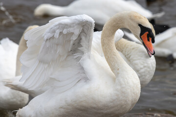 Obraz premium Close up of mute swans (cygnus olor) in the water