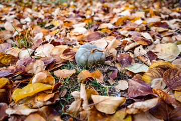 Green baby pumpkin on the brown dried leaves
