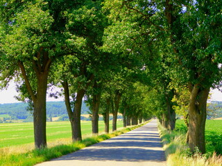 A tree-lined avenue in which the road it's