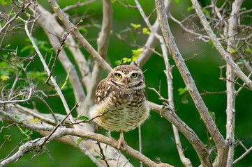 Burrowing owl 
perched on a tree, over green blurred vegetation background