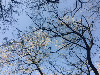 tree in the sky