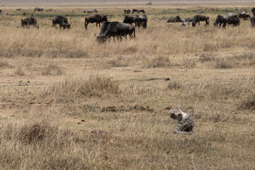 Life and Death in the Savannah