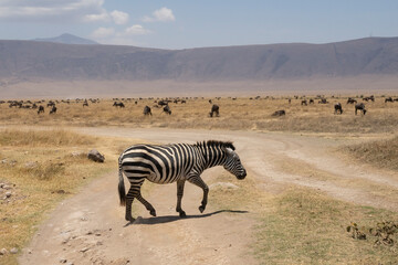 Fototapeta na wymiar A Zebra Crossing in Tanzania
