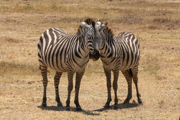 Fototapeta na wymiar Two Zebras Putting their Heads Together
