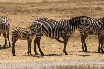 Fototapeta na wymiar A Zebra Mother and Foal