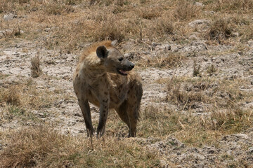 Fototapeta premium A Spotted Hyena in Tanzania