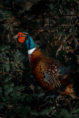 Close up of european common pheasant in dark backgroun hidden in the galician bush