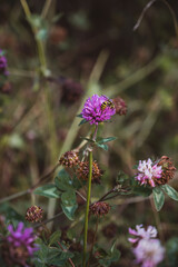 Detail shot of clover with a bee - nature and environment