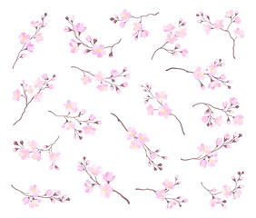 Blooming Cherry Blossom Branches with Tender Buds Big Vector Set
