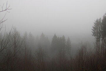 Obraz na płótnie Canvas Fog and spruce trees | Mountainbiking close to Osnabrück in the Teutoburg Forest