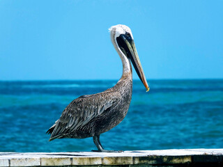 pelican on the pier