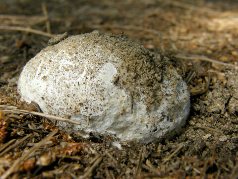 cogumelo