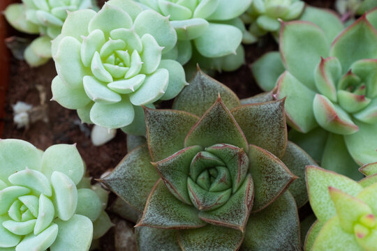 Composition of succulent plants, top view. Echeveria rosettes for poster, calendar, screensaver, wallpaper, postcard, post, banner, cover, website. High quality photo
