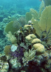 Angel fish on a sea fan, off the coast of Utila, Honduras