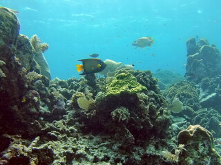 Naklejka na ściany i meble Angel fish on the reef, off the coast of Utila, Honduras