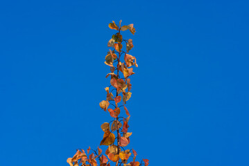 tree branch with yellow autumn leaves against the sky