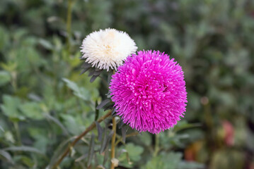 beautiful pink purple aster flower