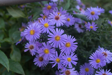 small autumn flowers of a beautiful blue lilac chrysanthemum