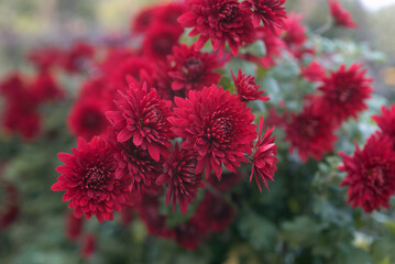 Beautiful red fall chrysanthemum flowers