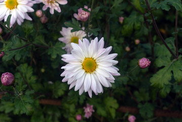 white chrysanthemum flowers in autumn