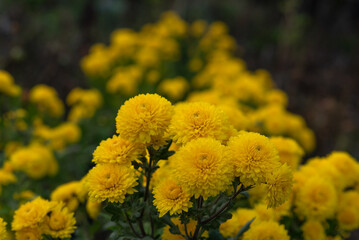 yellow chrysanthemum flowers
