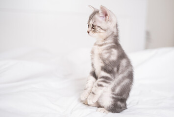 Fototapeta na wymiar A funny gray kitten sits in a cozy white bed.