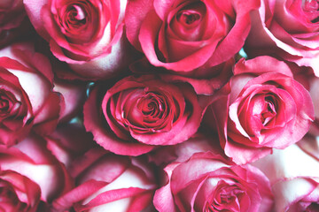Fototapeta na wymiar Delicate beautiful blooming magenta color roses, festive background, selective focus.