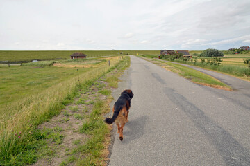 hund läuft in einer landschaft