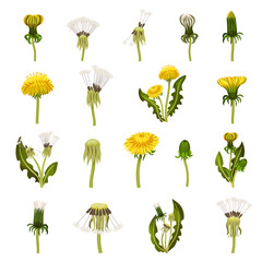 Dandelion Flowering Plant with Yellow Flower Head Big Vector Set