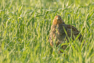 partridge on the grassland