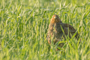 Obraz na płótnie Canvas partridge on the grassland