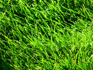 Closeup of Lush Green Grass
