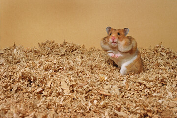 Hamster with Stuffed Cheeks