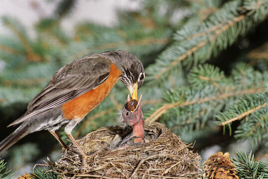 American Robin Mother Feeding Babies in Nest, Calgary, Alberta, Canada